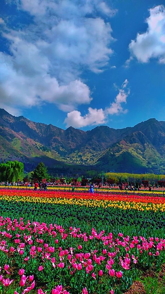 Tulip Garden Image 3